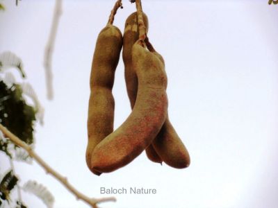 Tamarind (Tamarindus indica)
چیچک
Chichak
چیچک چونایا ھندے درچکے - بلے ایش مسالہ ء پیم ء کارمرز کن انت - عربی اشیا تمُر ھند گوشنت - انگریزی ہم تمرند انت بزاں عربی نام زرتگ - چیچک ء درچک باز مزن بیت او کوسرک پرکنت ایشاں ھُشک کن انت او من انت - چیچک باز تُروپش انت ناروشتانی تام ء واستہ کارمرز بیت - بلوچستان چیچکے درچکا یک شومیں درچکے زان انت کہ درچک بر بوّگا ساری وتی واھُندا کُش ات، چمیشکا بلوچستان ء چیچک نہ کش انت 
بلے بلوچستان ءِ تیاب دپاں چیچک ہر کس وتی لوگے دپاں کش انت ۔ او ھدّا چہ گیش بر بزاں پسل دیئنت ۔ اگاں بلوچستان ءَ تپاب دپاں چیچک ءِ کشت ءُ کشار بکن انت آ بلوچستان ءِ زلورتان پیلہ کُت کناں

