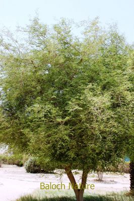 Tamarind (Tamarindus indica)
Chichakk
چیچک
چیچک چونایا ھندے درچکے - بلے ایش مسالہ ء پیم ء کارمرز کن انت - عربی اشیا تمُر ھند گوشنت - انگریزی ہم تمرند انت بزاں عربی نام زرتگ - چیچک ء درچک باز مزن بیت او کوسرک پرکنت ایشاں ھُشک کن انت او من انت - چیچک باز تُروپش انت ناروشتانی تام ء واستہ کارمرز بیت - بلوچستان چیچکے درچکا یک شومیں درچکے زان انت کہ درچک بر بوّگا ساری وتی واھُندا کُش ات، چمیشکا بلوچستان ء چیچک نہ کش انت -۔

