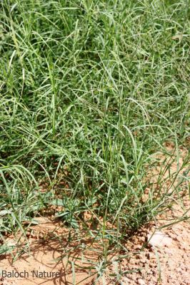 Barmuda Grass
Chidd ya Shainz
چیڈ یا شینز

چڑّ ء باز جاہ ء شینز گوشنت - چڑ گیشتر کشارانی توکا رودیت - اے چو ولّےوڈا زمین ء پراہ روان بیت او ہُنڈال جنان کنت - اشیارا پس، گوک، ہشتر، او ہر پہ شوک چرنت - مرچاں دیما شُتگیں راج وتی لیب جاہاں چڈ کش انت او لیب کن انت - وتی سیل جاہاں ہم چڈ کش انت - چونایا چڈ سبزگ ء نشانی انت۔

