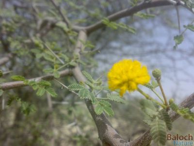 Flower of Arabic Gum Tree
Chigird e poll
چگردے پُل
اے کساین گرد گردیں پُل ء بیت - اشیے بوہ چو آتارا تالان بیت


