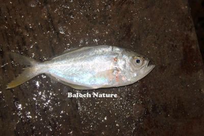 White fish
چیلاک
Chillak
