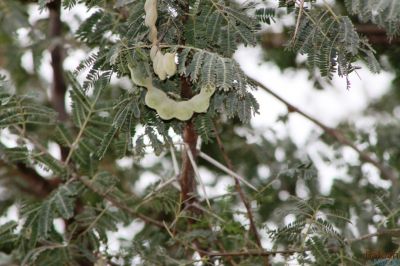 Acacia nilotica
Chish 
چش 
چش یک ٹوہیں درچک ء کہ بلوچستان ء جنگل ، پٹ و میداناں رودیت - ذردیں پُل ء پر کنت ، سپیت چکیں سمّڑ پر کنت -  چش دراجیں شپکیں کُنٹگ پر کنت - چش ہما درچک انت کہ اشیے ہچ دور نہ دیینت - تاکاں پس و اُشتر ورنت ، کُچل ء گواز جوڑ کن انت، ٹوہیں داراں لوگانی چُکّو و منگ کارمرز کن انت - کسانیں داراں چُل ء کارمرز کن انت

