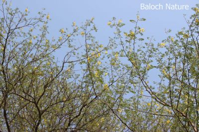 Acacia nilotica
Chish e Poll
چش پُل انت

چش یک ٹوہیں درچک ء کہ بلوچستان ء جنگل ، پٹ و میداناں رودیت - ذردیں پُل ء پر کنت ، سپیت چکیں سمّڑ پر کنت -  چش دراجیں شپکیں کُنٹگ پر کنت - چش ہما درچک انت کہ اشیے ہچ دور نہ دیینت - تاکاں پس و اُشتر ورنت ، کُچل ء گواز جوڑ کن انت، ٹوہیں داراں لوگانی چُکّو و منگ کارمرز کن انت - کسانیں داراں چُل ء کارمرز کن انت 
