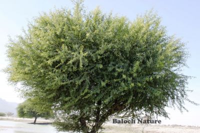 Acacia nilotica
Chish
چش
چش بلوچستان بُرز تریں درچکاں چہ یکے ۔ چش ءِ باز شرّی ءُ سپت است انت ۔ مسال چش کاہ انت ، چش پُل ات۔ چش گواز انت ، چش سوجگی دار انت ، چش ساھیگ انت چش یکدار او دگہ باز۔ چش ءِ دار ءَ گڈانت  یکدار ہم جوڈ کن اتن 

