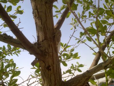 Cicada
Chizhzhaak
چیژاک
اے یک کسانیں بالوے - کہ بلوچستان ء مچّ رنگ ء وھدا بزاں مئی او جون ء درگت ء کہ لوار او تبد کہ کشّگا بنگیج کن انت گُڈا چریت کہور ، گزّ او دگہ درچکانی سرا نندیت چژ چژ الہان کنت او تانسریں روچا دم نہ بارت - چرے آواز ء چہ چریشیا چژّک او چریت گوشنت 

