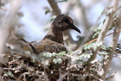Laughing Dove Chick
Shatol e Chonki
شاتُل ء چُنکی
شاتل ء چُنکی کسانیں کُدوا وتا جاگہ دنت - ہیک ء درآہگا دو ہپتگا رند بال کنت شاتل ء چنکی انی اے اکسے توک ء شاتُلے چُنکی ٹُکّرتگ - بلے تنیگا بالی نہ انت کہ بال بکنت -۔

