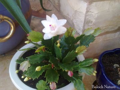 Christmas Cactus white
کیکٹس
Cactus

