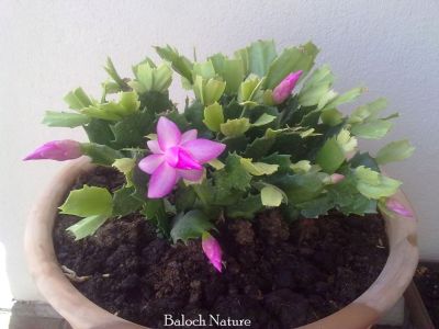 Christmas Cactus pink
کیکٹس
Cactus
