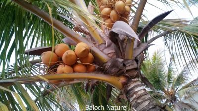 Coconut
کوپڑا , نالگ
Kopada , Nalag
کوپڑا اے ھندے درچکے کہ اشیارا پہ مسالہ کارمرز کن انت ۔ مرچاں دگنیا چہ اشیے ٹیل ءَ پٹرول جوڑ کنگا انت ۔ بلے بلوچ اشیے ٹیل ءَ چہ وتی سراں چرپ کن انت او کپپو ءَ ورانت ۔ ھندے توکا کپپو ءَ درش انت نارُشتاں کارمرز کن انت او ٹیل ءَ چہ نارُشت ءُ سرا چرپ کن انت ۔ بلوچستان اے تیاب دپی ھنداں کوپڑا کش انت ۔ بلے ہمک مردم وتی زلورتانی کارمرز کنت ۔ اگاں کوپڈا ءِ باگ دشت ، نلینٹ ، کلمت ءِ ھند ءُ دمگاں جوڑ کنگ بہ بیت ننکہ بلوچستان ءِ کوپڑا ءِ زلورتان پیلہ کنت بلکیں کوپڑا برامد کُت کنت۔ بلے اے کارانی واستہ شرریں منسوبہ جوڑ کنگ لوٹ ات ۔
