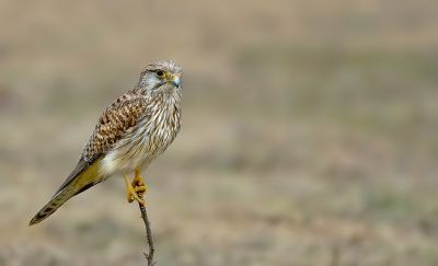 Commen Kestrel
شکاری
Shekari

