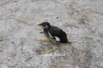 Common Myna chick
گولو ءِ پڈ
Golo e padd
اے گولوے یک چُک ءِ چہ کدو ءَ درتکگ۔ گولوے چُک بزاں پڈ کسانی ءَ باز بے ڈول انت ۔

