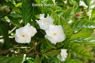 Crape Jasmine Flore Pleno
آسمی
Aasomi
آسمی پُل ءِ باز زات انت اے پُل باز ڈولدار انت او بوہ ءِ وش انت ۔ اشیے درچک ہم دو تاں سے میٹر بُرز بیت چو لیمبوے وڑیں بلے کمّے کسترں تاک پر کنت ۔
