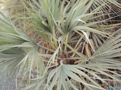Nanorrhops ritchieana
Geed
گیڈ
داز وھیکہ بُنّ جنت او باز بہ بیت گوڈا اشیارا بلوچیا گیڈ گوشنت


