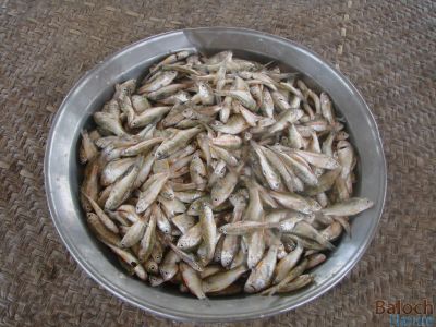 Sweet Water Fish
Kormahig
کور ماہیگ
شکار کتگیں کور ماہیگ پہ پچگ ء واستہ جاڑیگ انت - کورماہیگ مکران ء ہند و دماگاں شرّیں وراک ء - مرچاں کورمہیگ ء شکار ء پیک نیک جوڑ کن انت 

