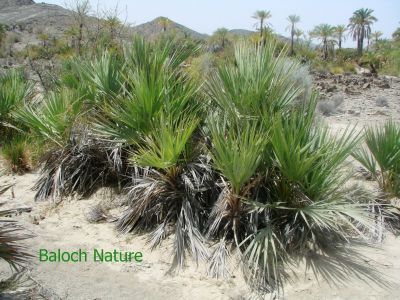 Nanorrhops ritchieana
Daaz
داز
داز ء چہ پیش پیداک بیت ۔ پیش ء چہ انچیں ازباب جوڈ بیت کہ بلوچ ء زندا گوں ہمگرنچ انت ۔ 

