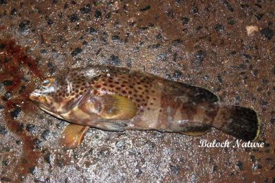 Grouper
ڈڑڑر 
Daddar
