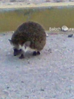 Hedgehog 
Dajok
داجوک
داجوک یک کسانیں شیری ساہ دار ے -  بلوچستان ء پراہ و شاھگانیں ھند و دمگاں دست کپیت - دجوک چو سیکُن ء وڈین ساہدارے بلے جون او قدے کسان انت - داجوکے پُشتی نیمگ شپکیں کنٹگ انت - وھدے کہ رسترے اگاں آیے شکار کنگ بلوٹ ات گڈا وتی سر او پاداں یک جاہ ملونگ کنت وتارا ڈک کنت - انچو مالوم بیت کہ چپ چاگردا کنٹگ بیت او ہیر بیت گڈا رستر وارت نا کناں - اے شپکیں کُنٹگ آیے امان انت - کسانیں چُک دجوک ء لوہیگے آپاں تہا ایر کن انت - داجوک پوستا درکیت او اوژناگ کنت -۔
