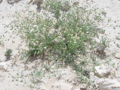 Corn Spurry (Spergula arvensis)
Dandalo
ڈنڈلو
گونڈیں او بارگیں ورّودیں کاہے، کہ گیشتر گلّہ اُو جوانی ڈگارانی توکا رودیت - اشیا کاہُک ء وڈا کارمرز کن انت
نمنتوک اُو ڈنڈلو ہردو گُہاراں 
مات ء مُرتگ بلے پُرس نہ داراں


