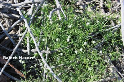 Corn Spurry. Spergula arvensis
ڈنڈلو
Dandalo

گونڈیں ءُ بارگیں ورّودیں کاہے، کہ گیشتر گلّہہ ءُ  جوانی ڈگارانی توک ءَ رودیت - اشیا کاہُک ءِِ وڈا کارمرز کن انت
نمنتوک ءُ ڈنڈلو ہردو گُہاراں 
مات ءِ مُرتگ بلے پُرس نہ داراں
