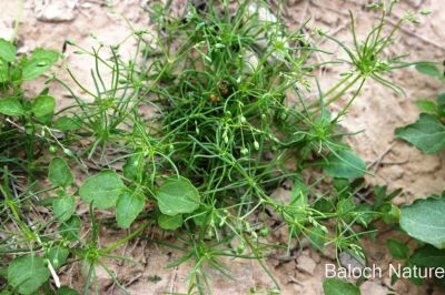 Corn Spurry. Spergula arvensis
ڈنڈلو
Dandalo

گونڈیں ءُ بارگیں ورّودیں کاہے، کہ گیشتر گلّہہ ءُ جوانی ڈگارانی توک ءَ رودیت - اشیا کاہُک ءِِ وڈا کارمرز کن انت
نمنتوک ءُ ڈنڈلو ہردو گُہاراں 
مات ءِ مُرتگ بلے پُرس نہ داراں

