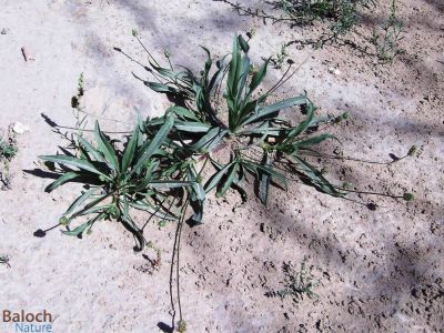 Plantago boissieri {Isphagula}
Danichk
دانیچک

دانیچک کسانیں کاہ ء ماں بہارگاہء رودیت - اے درمانیں کاہے کہ پہ درمان ء ھاچت ء کارمرز کن انت ء - وھدے زمانگ ء دانیچکے دانگ ہورت ہورتا ساتگ انت آپ ء گونا تر کتگ انت و جنیناں وتی رستگیں سرا جتگ انت کہ دو دو ہپتگا سرے موداں رندگ نا لوٹتگ - بلے مرچاں اسپاگول نام ء سرا لاپ ء ریچگ و بند کنگے واستا کارمرز کن انت - کولسٹرول ء بیمار اگاں ہمک روچ دانیچک کارمرز بکنت آہے 
