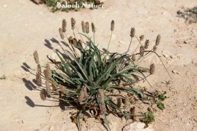 Plantago boissier
دانیچک
Danichk
دانیچک یک کسانیں کاہ ات، بلے بلوچستان ءَ اشیے ٹوھیں ارزشت ءِ بوتگ ، دانیچک ءِ چنگ ءَ جننیناں سپت زُرتگ ءُ جنگل ءَ پہ دانیچک ءِ چنگ ءَ شتگ انت ۔ دانیچک زرتگ پنگ جوڑ کتگ انت ، بلے مرچاں آ پیشی وھد گوستگ انت ، نوں کس وتی سراں دانیچک نہ جنت ۔ چونایا دانیچک دوائے کہ لاپ ءِ بادینگ ءَ شر انت ۔
