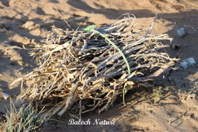 Sorted wood
سوچگی دار
Sochgi daar
بلوچستان ءَ زندے آسرات ءِ واستہ بلوچ مجبور انت کہ بست ءُ یکمی کرن ءَ دار بسوچ انت ءُ پہ وتا وراگ ءِ جوڑ بکن انت ۔ بلوچستان ءَ گیس بوّگ ءَِ ابید بلوچ چہ گیس ءِ دست رس ءَ دور انت۔ پمیشکا بلوچ راج ءَ وتی جنگلانی درچک ءُ دار نزور کتگ انت، چرے سوب ءَ بلوچستان ءَ ھُدائے رھمتاں ہم وتی راہ تاب داتگ، ءُ موسُمی ہور بے گواہ بوتگ انت ۔ 
