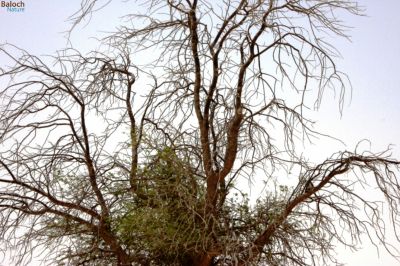 Half Dried Tree
Dar Garr
دارگرّ
دار گرّ ھما ٹوہیں درچکانی سرشاہ کہ ھُشک بنت - تاک رچنت او شاہ مک بنت - جنگل ء توکا کپوت او شاتُل گیشتر دارگرّیں درچکانی سرا نندیت او کو کو کن انت 
