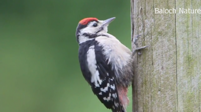 Woodpecker
Daran Tokkok
داراں ٹُکّوک
داراں ٹکّوک کسانیں مُرگے کہ مدام بلوچستان جنگل ء یا مچکدگ ء درچکانی کُنٹاں چہ پُچل بزاں کُچلاں چہ وتی وراکاں درگیجی - دارانی توکے کرماں پہ شوق وارت - تانسریں جہان ء دو سد داراں ٹکّوکی ذات است بلے بلوچستان دو سے زات ء گیشتر نیست - باز جاہ ایشیا واڑہ ہم گوشنت -۔

