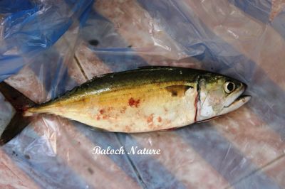 Torpedo scad
دار دُمب
Dardomb
دار دُمب  یک کسانیں ماھیگ ءِ بلوچستان ءِ تیاب دپاں دست کپیت۔ ایشے دراجی 30 تا 40 سنٹی بیت بلے اشیے ٹوھیں 80 سنٹی  بوٹ کنت کہ آئیے وزن تان چار کیلو بوت کنت۔ اے گیشتر گوریچانی آسٹرالیا دریاھاں  بگر تاں ھندے دریاھاں ءُ زند گوازین ات ۔ بلوچ اشیا داردمب چمیشکا گوش انت کہ اشیے دُمب تو دار ءِ پیما بارگ ءُ تچک انت ۔

