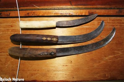 Baloch classic saw & sharpener 
داس ءُ سوّان
Das o Sowan
داس بلوچانی کوھنیں کشاورزی ءِ یک ازباب ءِ کہ بلوچستان ءِ داس ءَ کار گرانت ۔ داس ءِ سرا برنج ءُ کڑب  ءُ  گلّہ ءِ رون ءِ رونگ ءَ کارمرز کن انت ۔ داس ءَ چہ کاہ چن انت  ءُ زمین آکوش انت۔ ہمے وڑا مچّانی لُٹ ءُ پیش ءَ داس ءَ کار گرانت ۔ داس وھدے کہ کنٹ بیت ، گڈا تیز کنگ ءِ واستہ سوہاں حاجت بیت ۔ چمیشکا داسانی ہمرائیا سوہان ہم جاڑیگ انت ۔
