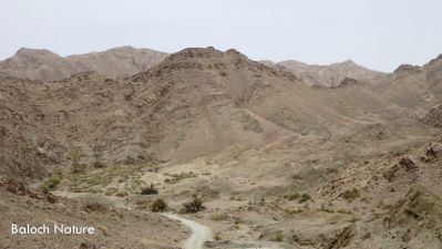 A view of Dashtok Zamoran
دشتوک زامُران
Dashtok Zamoran
اے دشتوک زامُران ءِ یک ندارگے ۔ چارگ کرز ایت
