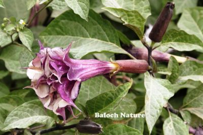 Datura
دتورگ
Datorag
دتورگ یک کسانیں بوٹگے کہ میدان جنگل اُو کوہاں رودیت - دتورگ زرد و اسپیتیں ڈولداریں دراجیں پُل پر کنت - دتورگ بر کنت کہ کُنٹآگ کنٹگ نمونگیں پُوستے تۃا دانگ ماں - چونئیا دتورگ دوا ء بلے مرچاں دتورگ دانگاں پہ نشہ کارمرز کن انت

