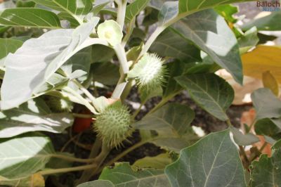 Datura
دتوُرگ
دتورگ یک کسانیں بوٹگے کہ میدان جنگل اُو کوہاں رودیت - دتورگ زرد و اسپیتیں  ڈولداریں دراجیں پُل پر کنت - دتورگ بر کنت کہ کُنٹآگ کنٹگ نمونگیں پُوستے تۃا دانگ ماں - چونئیا دتورگ دوا ء بلے مرچاں دتورگ دانگاں پہ نشہ کارمرز کن انت 
