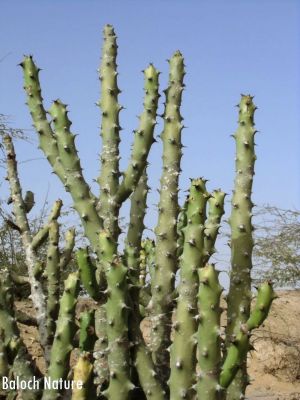 Euphorbia caducifolia
ڈیڈار
Dedaar
ڈیڈار یک کسانیں درچک ءِ کہ آ ئیے ھند انڈیا ءِ زرباری ھنداں بگر چہ سندہ ءُ بلوچستان ءَ بیلہ ءُ جھلوان ءِ جہلی ھنداں رودیت ۔ اے چو لُٹ ءِ وڑا رودیت ءُ کسانکیں تاک پر کنت ءُ اُرتیں پُل پر کنت ۔ ایشے دار ءَ تُرندیں کُنٹگ پر بیت۔ ایشیے شیرگاں ٹپّاں پہ دوا پر کن انت کہ ٹپ وش ءُ دُراہ بنت ۔ 
