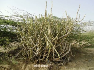 Euphorbia caducifolia
ڈیڈار
Dedaar
ڈیڈار یک کسانیں درچک ءِ کہ آ ئیے ھند انڈیا ءِ زرباری ھنداں بگر چہ سندہ ءُ بلوچستان ءَ بیلہ ءُ جھلوان ءِ جہلی ھنداں رودیت ۔ اے چو لُٹ ءِ وڑا رودیت ءُ کسانکیں تاک پر کنت ءُ اُرتیں پُل پر کنت ۔ ایشے دار ءَ تُرندیں کُنٹگ پر بیت۔ ایشیے شیرگاں ٹپّاں پہ دوا پر کن انت کہ ٹپ وش ءُ دُراہ بنت ۔
