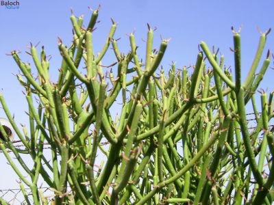 Euphorbia tirucalli
ڈیڈار
ڈیڈار یک ٹوہیں درچکے - ڈیڈار کلیرے وڑیں درچکے - بلے ڈیڈار نہ پُل پر کنت ننکہ بر - اشیا گیشتر ڈگارانِ لمبا کش انت تنکہ ڈیڈار ڈگارانی پل ببیت - ڈیڈار درچک اسپیتیں بد بوہیں شیرگ دنت کہ گورے گداں پُولنگ کن انت - ڈیڈار چاریں موسماں سبز انت 
