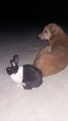 Dog and Rabbit friendship
کُچک ءُ کرگوش 
Kochik o Kargoshk
