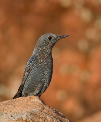Blue rock thrush 
ڈکّالوک
Dokkalok
ڈکالوک یک کسانیں مُرگ ءِ کہ چہ گولو شہباز ءَ کم ءِ کستر انت ۔ اے بلوچستان ءَ آمین ءِ ھلاسی بزاں ایرھت ءَ کیت انت ۔ چمیشکا اشیا ڈوکالوک گوش انت چیا کہ ایرھت ءِ درگت ءَ بلوچستان ءَ ہچ نیست۔ چونایا اے بلوچستان ءِ رھگوازی بالی مُرگ ءِ جہمنندیں مُرگ ءِ نہ انت ۔ 
