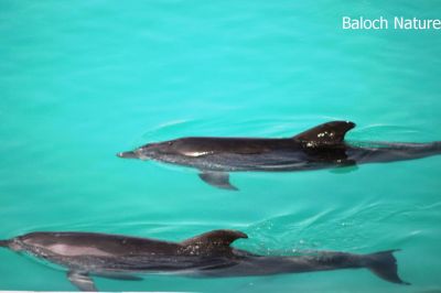 Dolphin 
گوکین
Gokeen
گوکین ماھیگ ء کہ اشیے چل زات انت ۔ اے چہ دراجی یک میٹر ء بگر نُہ میٹر نیم ء دراج بیت ۔ ہمے وڑا چل کیلو ء بگر تاں دہ ٹن وزن بیت ۔ اے پاگاس ء سیادین ماھیگ انت ۔ بلے اے انسان دوست ات ۔ بلوچسستان ء زرا ہم اے گوکین بازیں زات است ۔ 
