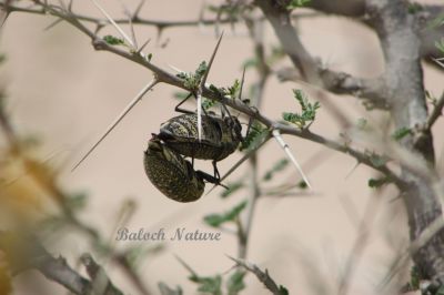 Sulphurous Jewel Beetle
ڈومبو یا پلپلانزو  یا  ژنگوک
Dombo or Pilpilanzo or Zhangok
اے ڈومبو بلوچستان ءِ گرمیں ھنداں دست کپیت، ڈومبو مکران ءَ چگرد کہ پُل بیت گڈا اے ڈومبو پیداوری کنت ، چگردے پُل ہمنچوک گیش بہ بنت ءُ ڈومبو ہم ہمے وڈا گیش بنت ۔ چونایا من ہمے سرپد باں کہ ڈومبو بلوچستان ءِ نندوکیں لولوک نہ انت ، بلکن سپرے درگت ءَ بلوچستان ءَ گوازیت۔

