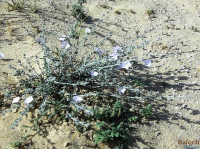 Convolvulus Cephalopodus
Draaj Bagal
دراج بگل

دراج بگل کسانیں بوٹگ ء کہ ماں گریشگ و نگور دیم ء رودیت - سپیت چکیں اُو سپیتیں پُل ء پر کنت کہ چو ڈولکوے پُل ء رنگا انت - اشیے پُل ء ورانت او تام دار انت
