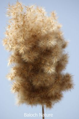 Reed grass
ماسولک
Masolk
اے ماسولک انت، ماسولک یک کاہ ءِ کہ گیشترلچ ءُ مین ءَ رودیت، بزاں ہما جاہ ءَ آپ گیش بیت اے کاہ ہمودا پیداوری کنت، اے چو نل یا قلم ءِ وڑیں کاہ ءِ اشیے دارے تہ پچ انت، وھدے زمانگ ءَ ہمیشیے دارے قلم جوڑ کتگ ءُ اسکول ءَ لوح نبشتہ کتگ انت کہ مردمانی ھت وش بوتگ انت۔ 
اے اکس ءِ تہا ماسولک ھُوش انت چو مُلا روبو ءِ دُمب ءَ انت۔

