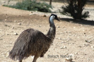 Emu
Emu
ایمو
ایمو آسٹریلیا ء بے بانزُلیں مُرگ انت - اے دو میٹر دراج بیت ۔ ٹانگ او گردن دراج انت ۔ مرچاں اے دگنیائے چاریں کُنڈاں دست کپیت - اے اکس یک ھیوان جاہ ء گرگ بوتگ
