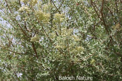 Henna [Lawsonia inermis]
Enni
ھنّی
ھنّی کسانیں درچک ء چو مورتے وڈیں تاک پر کنت - بلوچستان ء توکا ھنّی ء ٹوۃیں بستارے است - ھنیے تاکاں ھشک کن انت او دروش انت  آرت کن انت - پدا دستاں پر کن انت دستاں سُہر کنت - گیشتر سورانی مراگاہ ء ھنّی کارمرز کن انت - پیریں مردم وتی سرے پُٹ  او ریشاں گہں ھنی رنگ دینت - بلوچستاں ء ھنی نامدار انت 
