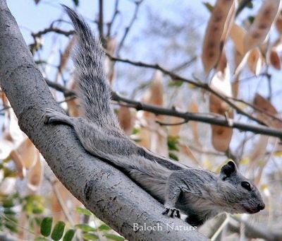 Squirrel
Erdik
اردک
اردک یک کسانیں ھیوان ءِ ۔ اے گیشتر درچکانی سرا وتی میتگ جوڈ کنت ۔ او کشارءِ تاوان دنت ۔ اردگ باز ڈولدار انت سیاہ او اسپیتں رنگاں چہ رتکگ۔ بلوچاں گوشتگ کہ اردک ءَ ھڈ مان نیست ۔ پرچا کہ ٹوہیں مچّانی سرا دور کنت بلے پرواہ ءِ نہ بیت ۔ بلے چو نہ انت اردک وھدے دور کنت وتی دُمب ءَ پراہ کنت دُمب آیا چو پیراشوٹ ءِ وڈا زمین ءَ کاریت ۔ چمیشکا درد نہ بیت 
