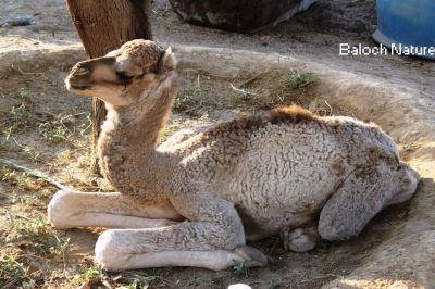 Camel calf
ھِرّ
Hirr
ھرّ ھُشتر ءِ چُک انت ۔ ھرّ چندے ساعت ودی بوّگ ءَ پد ترانپولی کُت کنت ۔ 
