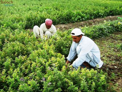 Alfalfa, Medicago sativaa
Espost
اسپُست
اسپست یک کاہے کہ اشیا کش انت - اشیا رُون انت و دلوتاں دیینت ء باز  جوانیں کاہے گرماگ ء ماہ ء دو رندا رون دنت بلے زمستان ء سے ہپتگے سرا یک رندے رون دنت - بلوچستان ء اسپست نیادی بہر نہ بیت اسپستے لوٹ سک باز انت
ادا دو جوان اسپست بہا کنگے واستہ رونگا انت 
