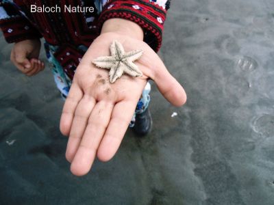 Star fish
استار ماھیگ
Estar mahig
استار ماھیگ چونایا ماھیگ ءِ نہ انت ، بلکن دریائی لولوک ات ۔ اے باز ڈولدار انت دریائے چولاں گوں ڈن ءَ دار کیت۔ گونڈو زورانت ءُ لیب ءِ کن انت ۔ اے چو استارے دروشم ءَ انت چمیشکا بلوچ ہم اشیا استار گوش انت ۔ 
