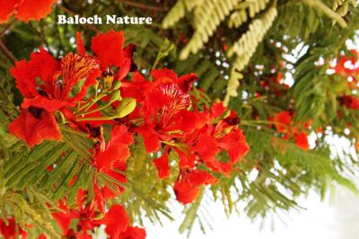 Flame tree (Delonix regia)
گلُ مُہر
Gul e Mohor
گل مہر اے ڈنّی درچک ءِ بلے مرچاں بلوچستان ءَ دان دانگے است، گُل مہر باز ڈولداریں پُل پر کنت، اے گیشتر ماں مئ تاں اگست گرماگ ءِ موسماں پُل بیت کہ تانسریں درچک سُہر سُہر بیت۔ 

